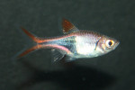 Rasbora Heteromorpha